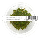ADA 超紅水丁香 Ludwigia repens 'Super red' IC407